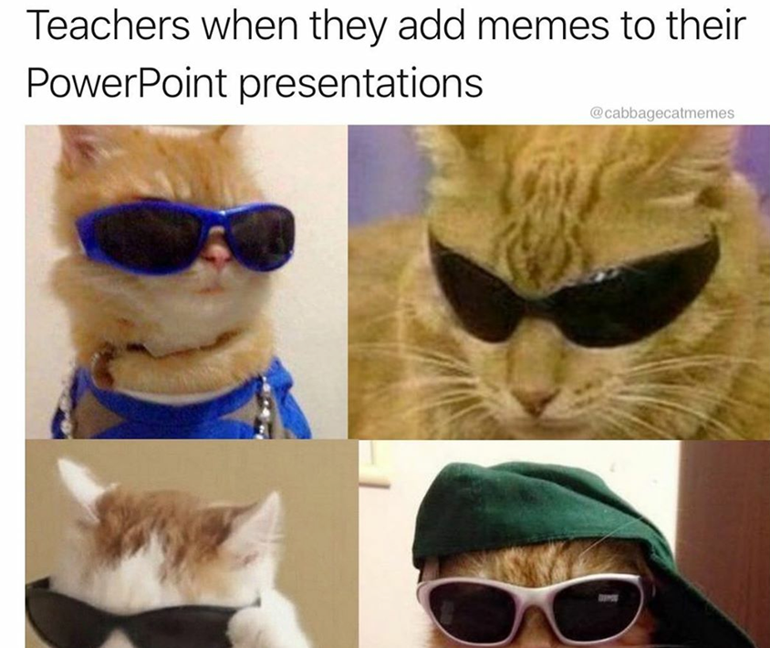 Cabbage Cat Meme